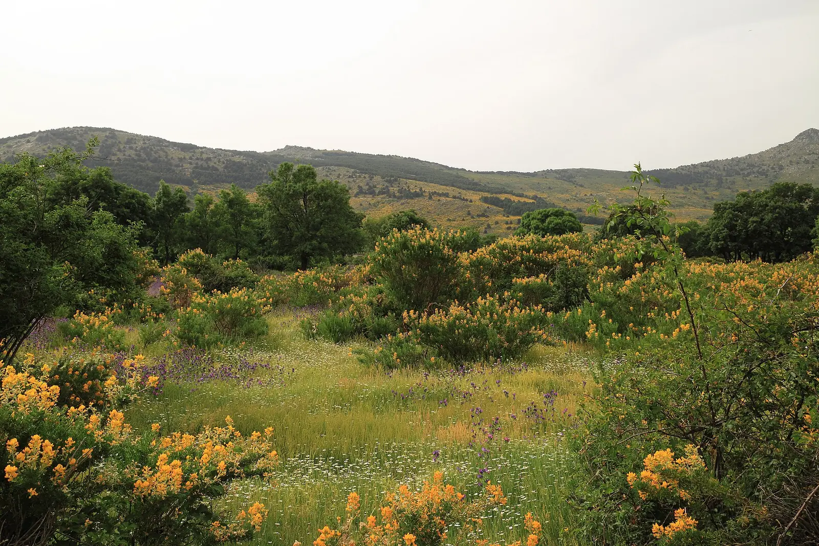 Campos con retamas en flor a las afueras de Los Molinos