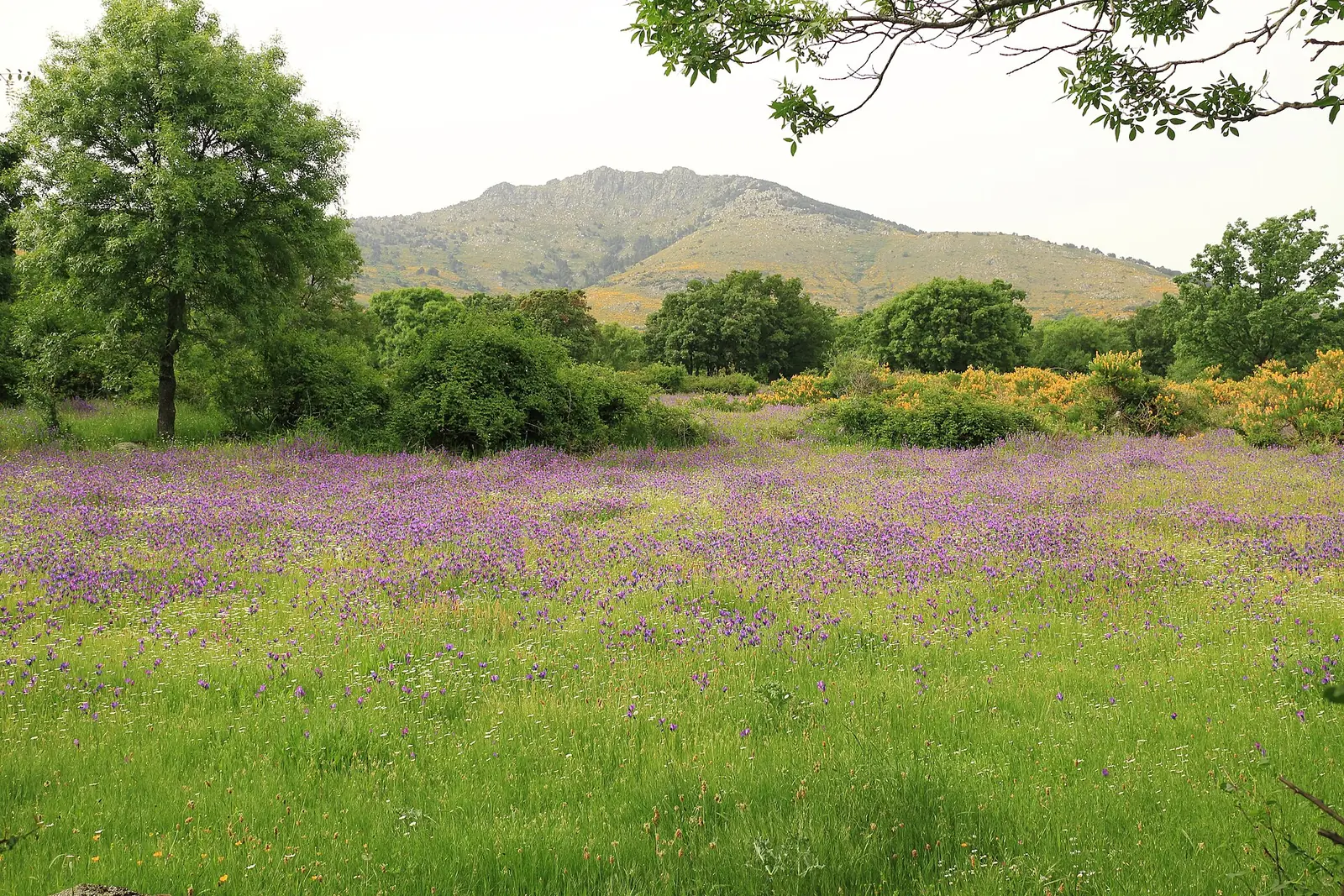 Prado en flor con la sierra al fondo, cerca de Los Molinos
